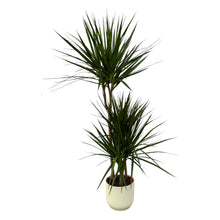 XL kamerplant - Dracaena Marginata incl. Pot Ø 22cm - Hoogte ↕ 120cm