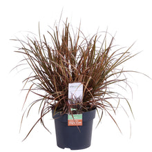 Buitenplant - Uncinia rubra Everflame - Pot Ø 19cm Hoogte ↕ 40cm