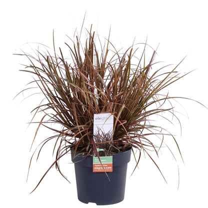 Buitenplant - Uncinia rubra Everflame - Pot Ø 19cm Hoogte ↕ 40cm