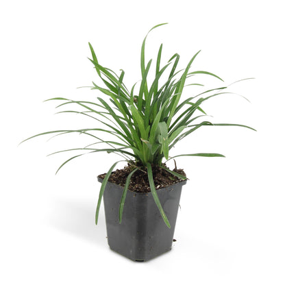 Buitenplant 24x Liriope muscari 'Big Blue' - Vaste plant - Pot Ø 9cm Hoogte ↕ 10-25cm
