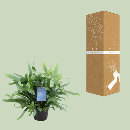 Kamerplant - Phlebodium Blue Fern - Pot Ø 14cm Hoogte ↕ 40cm