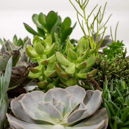 Kamerplant - Succulenten Mix - Pot Ø 8,5cm Hoogte ↕ 9cm