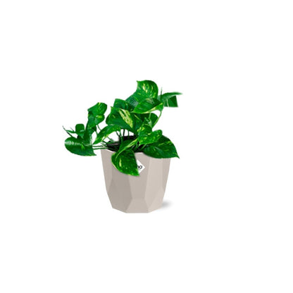 Kamerplant - Epipremnum Pinnatum 'Aureum' - Pot Ø 14cm