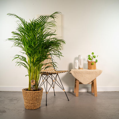 XL kamerplant - Areca met mand - Pot Ø 24cm Hoogte ↕ 130cm