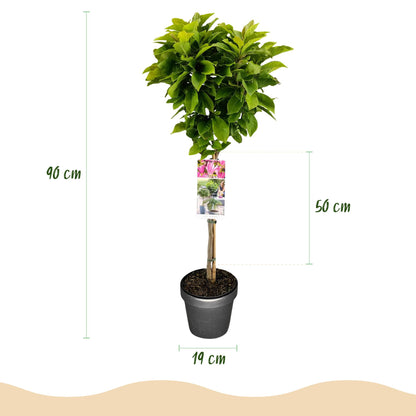 Buitenplant - Magnolia Susan op Stam - Winterhard - Pot Ø 19cm Hoogte ↕ 90cm