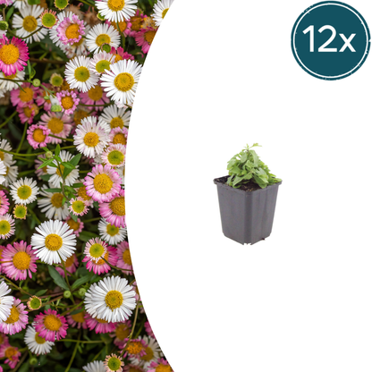 Buitenplant 12x Erigeron karvinskianus - Bloeiend - Pot Ø 9cm Hoogte ↕ 10-25cm