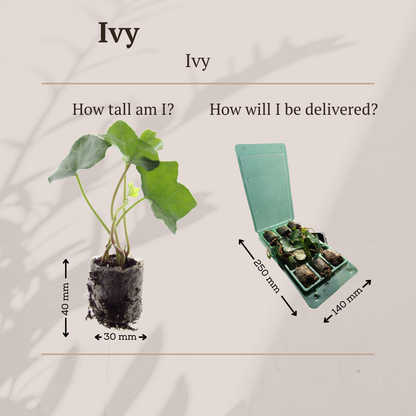 Buitenplant 6x Hedera - Klimplant - Pot Ø 5cm Hoogte ↕ 10cm