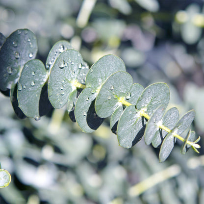 Buitenplant 2x Eucalyptus gunnii - Winterhard - Pot Ø 17cm Hoogte ↕ 40cm