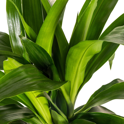 Kamerplant - Dracaena Deremensis Lisa - Pot Ø 19cm Hoogte ↕ 70-90cm