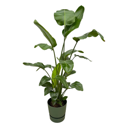 XL Kamerplant - Strelitzia Nicolai - Pot Ø 30cm Hoogte ↕ 160cm