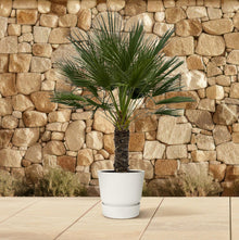 XL plant - Chamaerops humilis op Stam - Winterhard - Pot Ø 45cm Hoogte ↕ 150cm