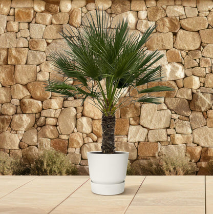 XL plant - Chamaerops humilis op Stam - Winterhard - Pot Ø 45cm Hoogte ↕ 150cm