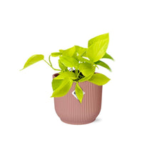 Kamerplant - Epipremnum Pinnatum 'Golden Pothos' - Pot Ø 14cm