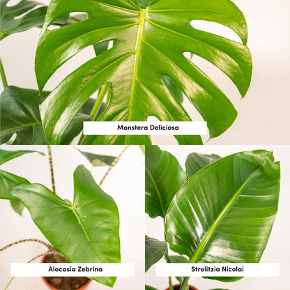 Kamerplant set 3 stuks - Monstera Deliciosa, Alocasia Zebrina & Strelitzia Nicolai