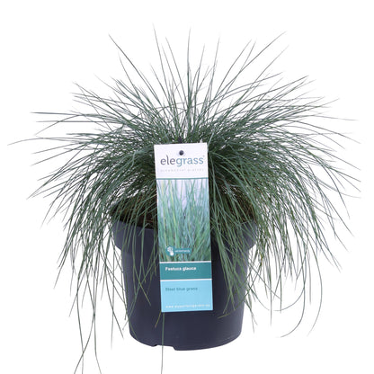 Buitenplant - Festuca glauca Azura Blue - Pot Ø 19cm Hoogte ↕ 40cm