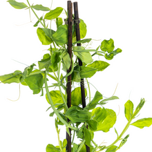Buitenplant 4x Lathyrus Odoratus - Bloeiend - Pot Ø 13cm Hoogte ↕ 60cm