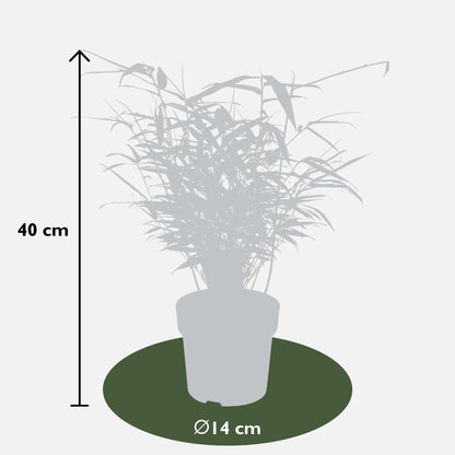 Buitenplant 8x Fargesia rufa - Pot Ø 14cm Hoogte ↕ 40cm