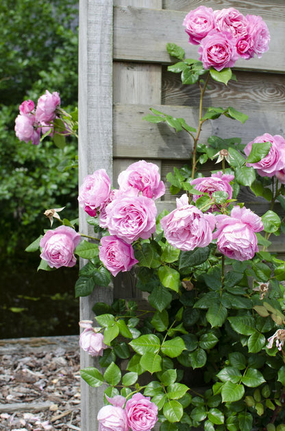 Buitenplant 3x Rosa mix - Bloeiend - Pot Ø 15cm Hoogte ↕ 65cm