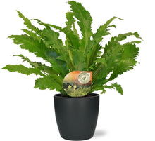Kamerplant - Asplenium Campio - Pot Ø 17cm Hoogte ↕ 50cm