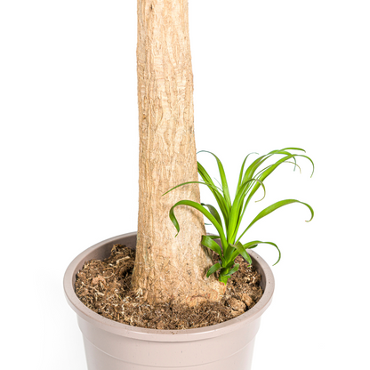 Kamerplant - Beaucarnea Recurvata Stam - XL - Pot Ø 27cm Hoogte ↕ 110-130cm