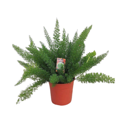 Kamerplant - Asparagus densiflorus 'Meyersii' - Pot Ø 27cm Hoogte ↕ 60cm