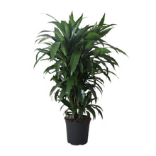 XL plant Dracaena Fragrans Janet Craig - Luchtzuiverend - Pot Ø 27cm Hoogte ↕ 120cm