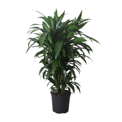 XL plant Dracaena Fragrans Janet Craig - Luchtzuiverend - Pot Ø 27cm Hoogte ↕ 120cm