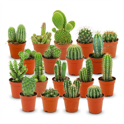 Kamerplant 18x Mini Cactus Set - Pot Ø 5.5cm Hoogte ↕ 5-10cm