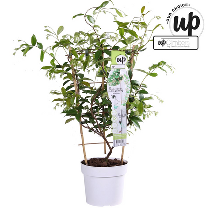 Buitenplant - Trachelospermum 'Star of Venice' - Toscaanse Jasmijn - Pot Ø 15cm Hoogte ↕ 65cm
