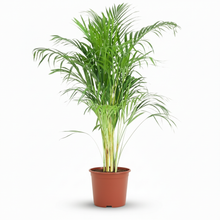 Kamerplant - Dypsis Lutescens Areca (Goudpalm) - Pot Ø 21cm Hoogte ↕ 90-100cm