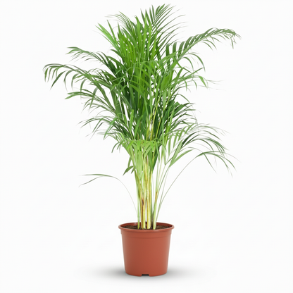 Kamerplant - Dypsis Lutescens Areca (Goudpalm) - Pot Ø 21cm Hoogte ↕ 90-100cm