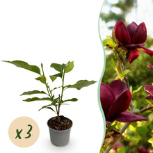 Buitenplant 3x Magnolia 'Genie' - Bloeiend - Pot Ø 12cm Hoogte ↕ 30cm