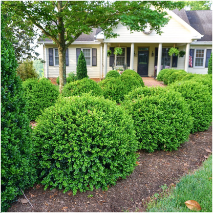 Buitenplant 48x Buxus NewGen Freedom - Winterhard - Pot Ø 7cm Hoogte ↕ 15cm