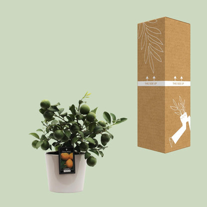 Kamerplant - Citrus Lemon - Pot Ø 16cm Hoogte ↕ 45cm
