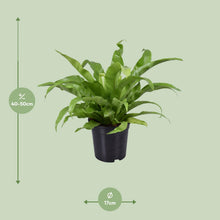 Kamerplant - Asplenium Antiquum - Pot Ø 17cm Hoogte ↕ 45cm