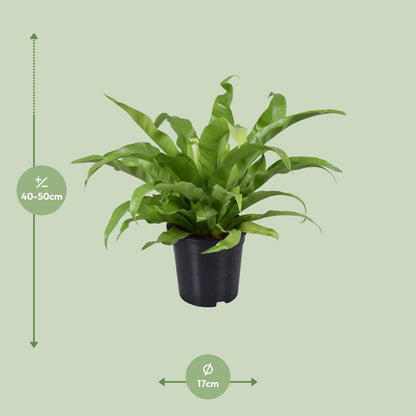 Kamerplant - Asplenium Antiquum - Pot Ø 17cm Hoogte ↕ 45cm