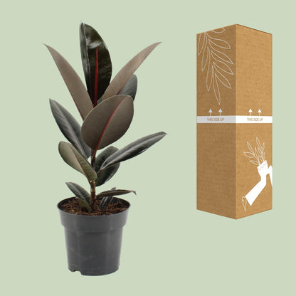 Kamerplant - Ficus Elastica Abidjan - Pot Ø 17cm Hoogte ↕ 55cm