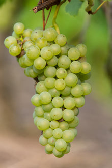 Buitenplant - Vitis vinifera 'Johanniter' - Witte druif - Pot Ø 13cm Hoogte ↕ 45cm