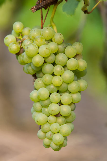 Buitenplant - Vitis vinifera 'Johanniter' - Witte druif - Pot Ø 13cm Hoogte ↕ 45cm