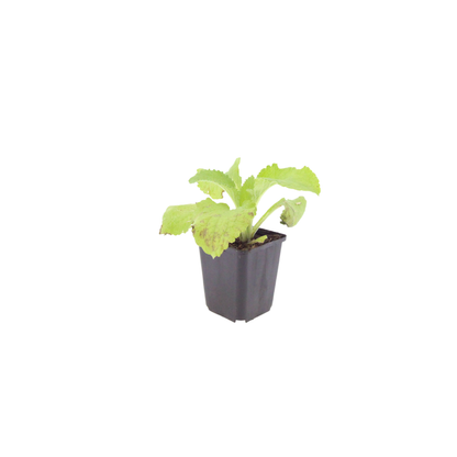 Buitenplant 48x Digitalis purpurea - Bloeiend - Pot Ø 9cm Hoogte ↕ 10-25cm