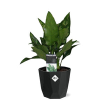 Kamerplant - Aglaonema Maria - Pot Ø 14cm