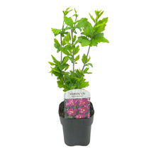 Buitenplant - Hibiscus syriacus 'Woodbridge' - Bloeiend - Pot Ø 17cm Hoogte ↕ 45cm