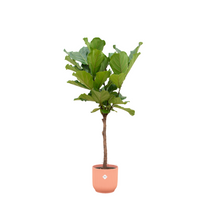 XL Kamerplant - Ficus Lyrata stam - Pot Ø 30cm Hoogte ↕ 150cm
