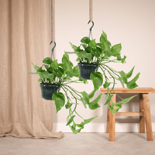 Kamerplant 2x Epipremnum Aureum - Scindapsus - Pot Ø 15cm Hoogte ↕ 25cm