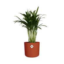 Kamerplant - Areca Palm - Luchtzuiverend - Pot Ø 14cm