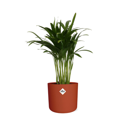 Kamerplant - Areca Palm - Luchtzuiverend - Pot Ø 14cm