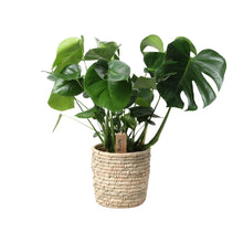 Kamerplant - Monstera Deliciosa in Mand - Pot Ø 21cm Hoogte ↕ 60cm
