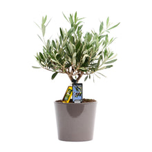 Kamerplant - Olea europaea (olijfboom) - Pot Ø 16cm Hoogte ↕ 35cm