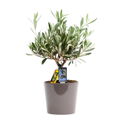 Kamerplant - Olea europaea (olijfboom) - Pot Ø 16cm Hoogte ↕ 35cm