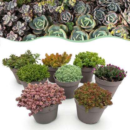 Buitenplant - Alpine Mix Bodembedekker Winterhard - 8 Planten - Pot Ø 14cm Hoogte ↕ 17cm